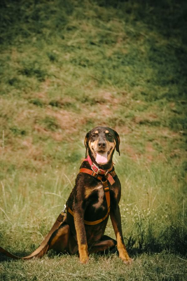Skylar, una bellissima simil segugia Foto 6